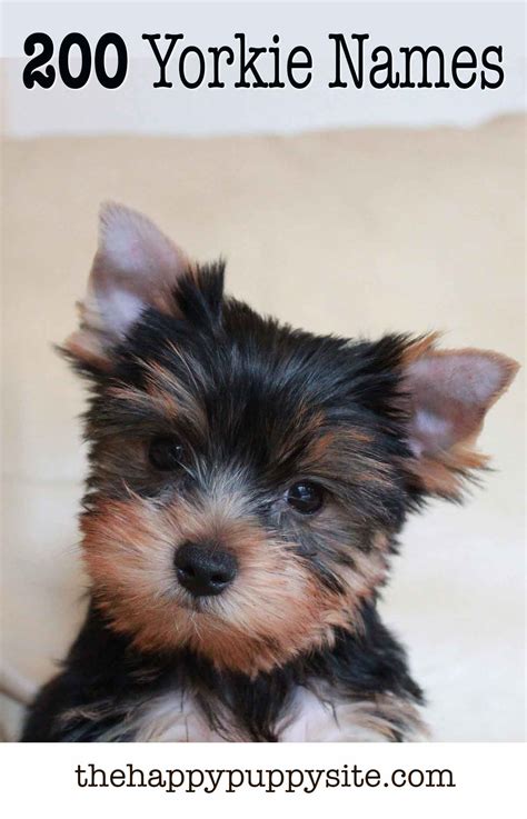 Yorkie Names 